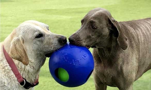 Group Playtime for Dogs