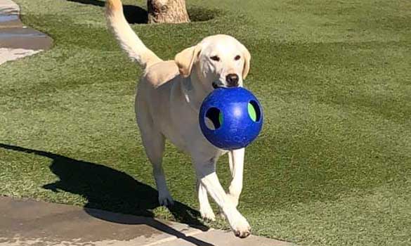 Individual Playtime for Dogs