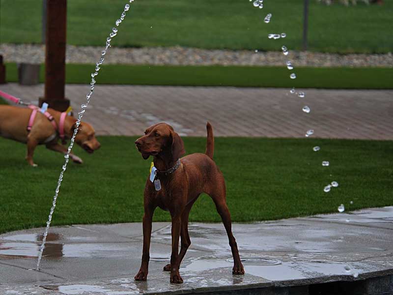 Dog Waterpark in Murrieta CA