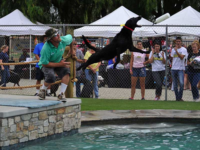 Dog Water Park in Menifee CA