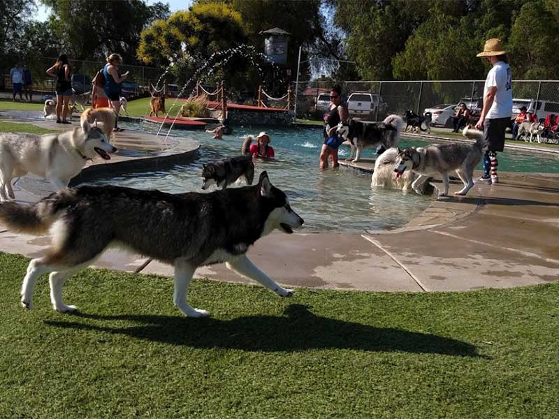 Dog Waterpark in the Inland Empire